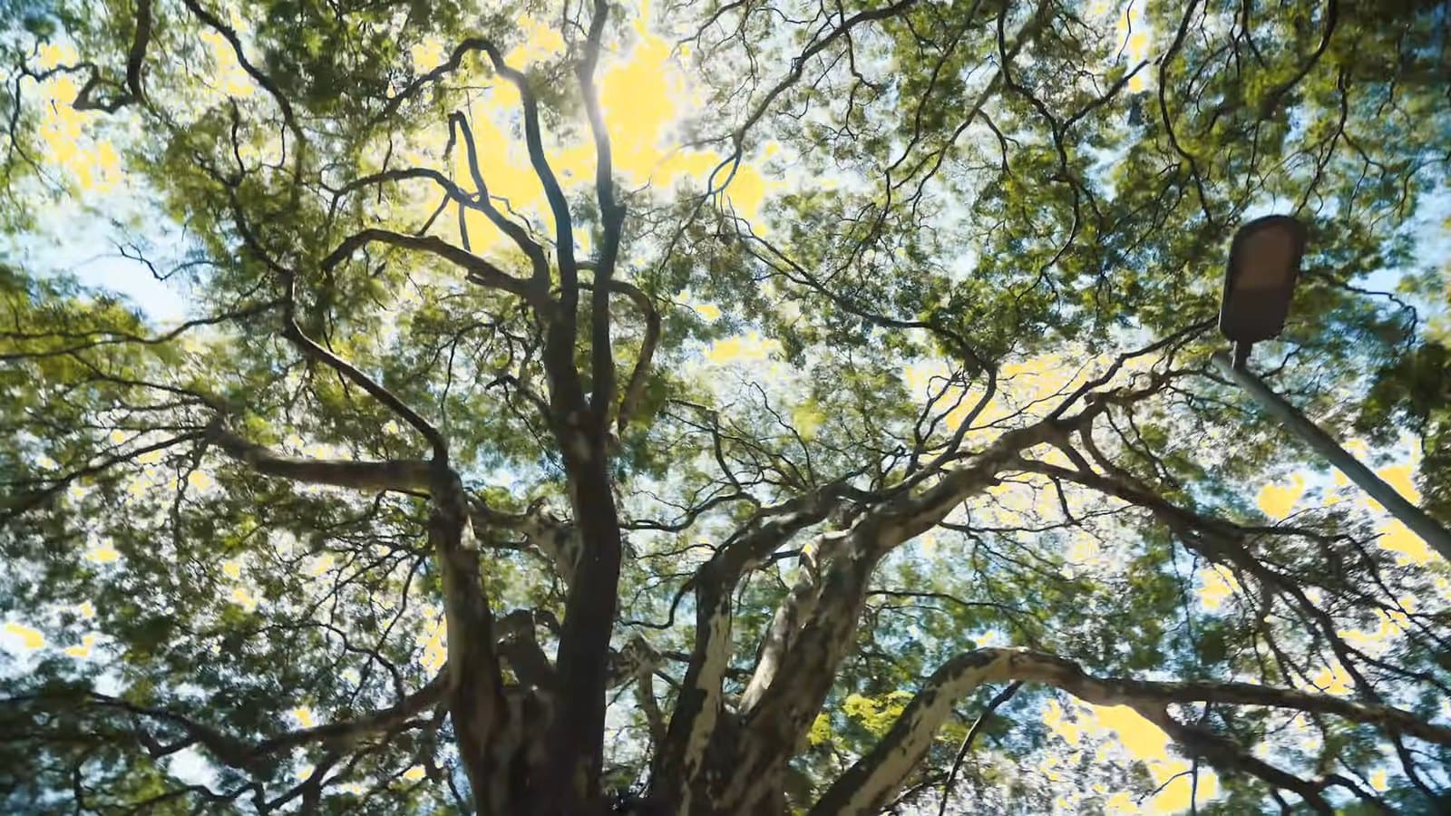 La copa de un árbol vista desde abajo, contra el cielo