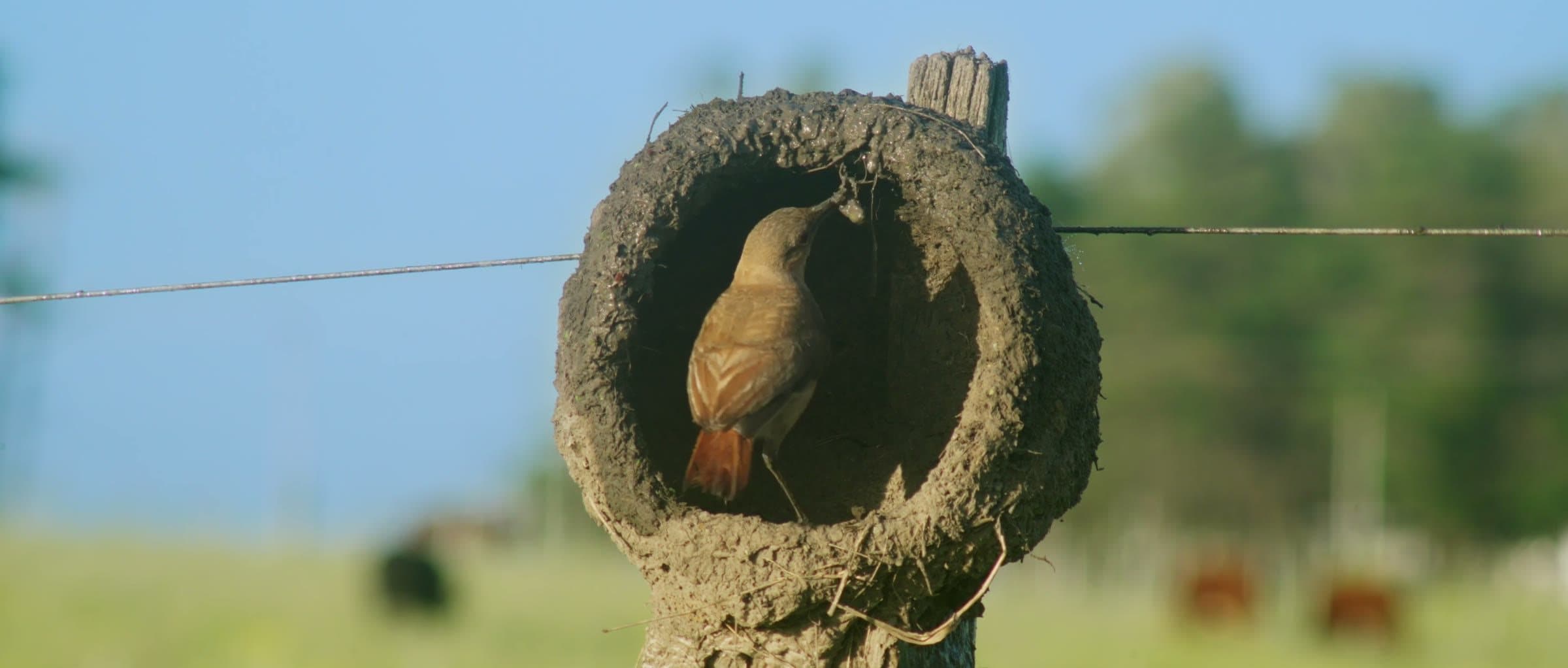 The hornero at the entrance of its mud nest