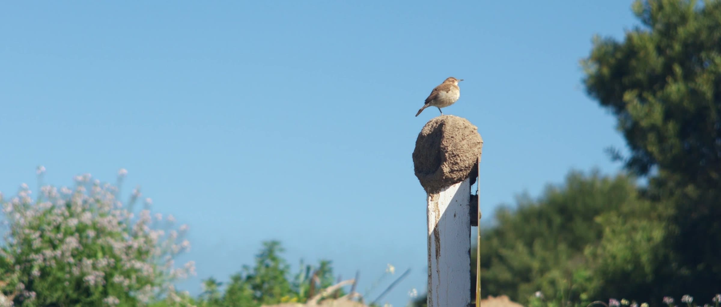 The hornero on its nest, on top of a post