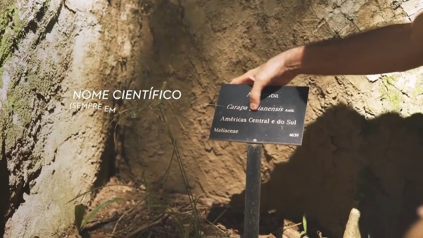 Mão segurando a placa de identificação de uma árvore, com a legenda “nome científico” ao lado