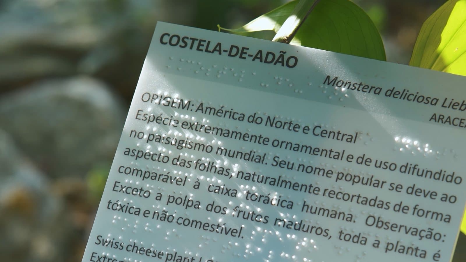Placa de planta em braile, com o nome Costela-de-Adão