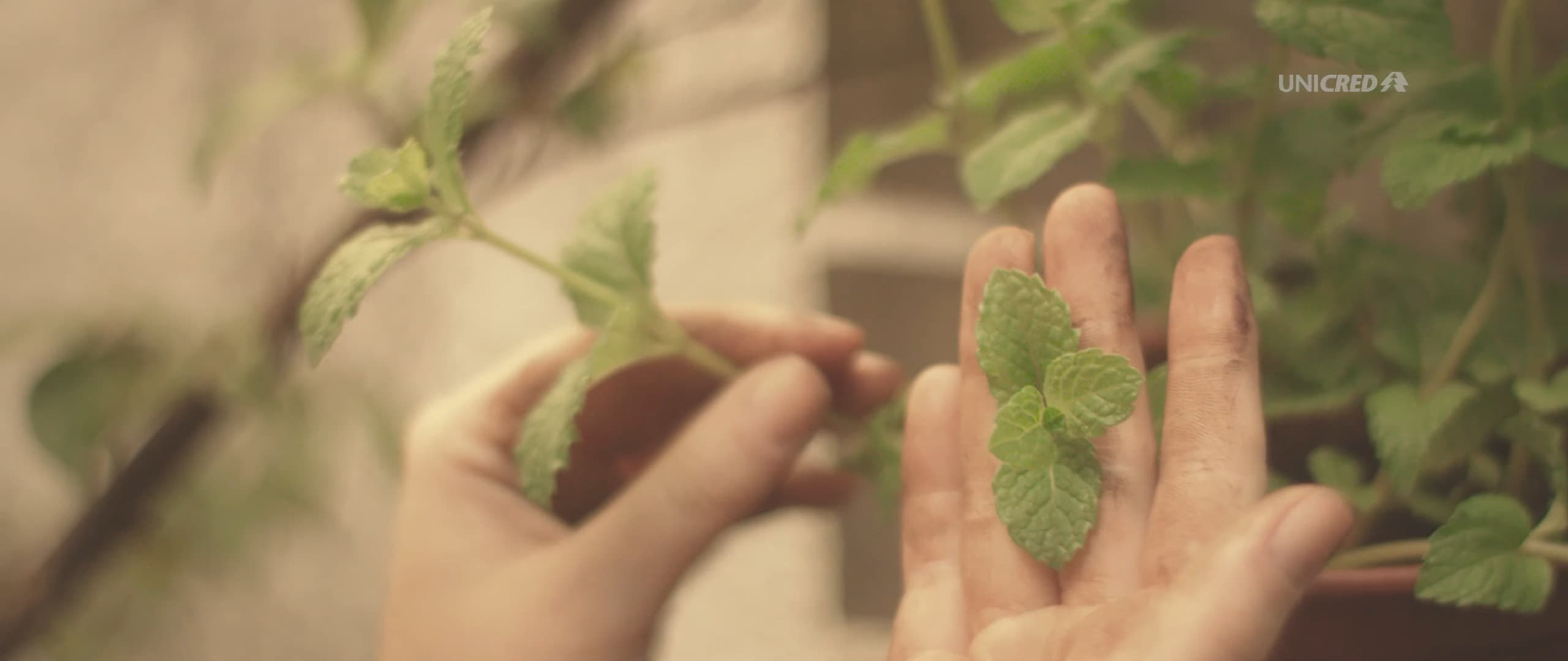 Hands holding a mint seedling and a leaf