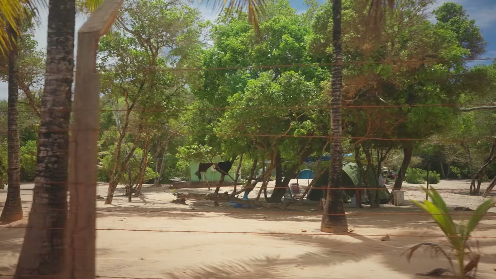 Carpas armadas sobre la arena, a la sombra de árboles y cocoteros, en el camping Aldeia da Lua