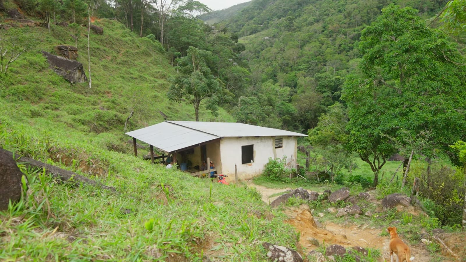 Simple house with a metal roof in the middle of a green valley, with dogs on the dirt path