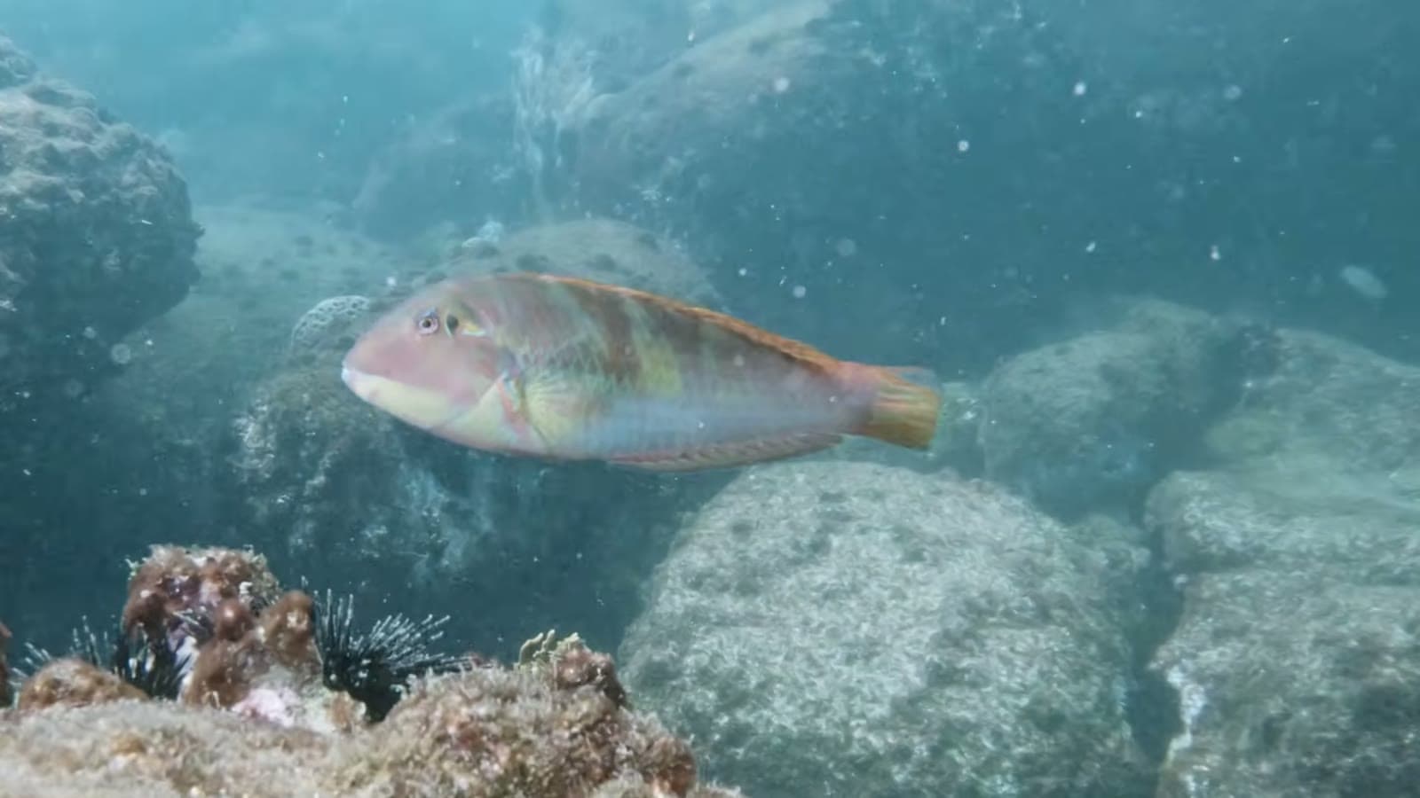 Colorful fish swimming among the rocks on the seabed, with a sea urchin stuck to the rock