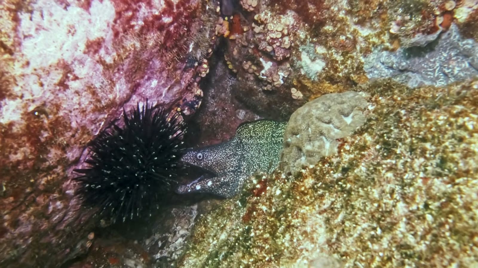 Black-spined sea urchin next to a moray eel hidden among the algae-covered rocks