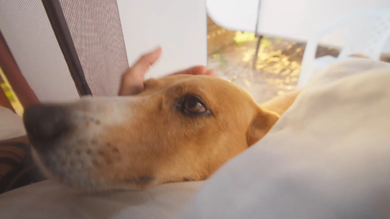 A Nina deitada na cama do trailer, recebendo carinho logo cedo